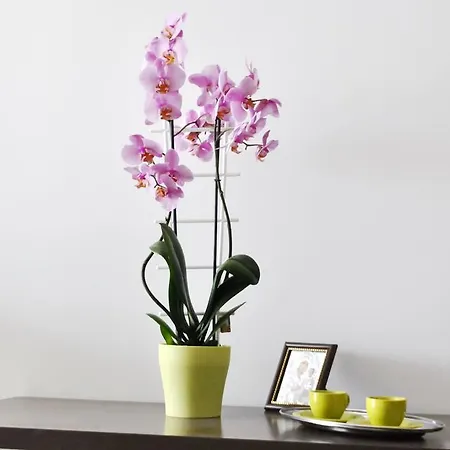 Ryanna Pe Plaja Belona Affittacamere Eforie Nord